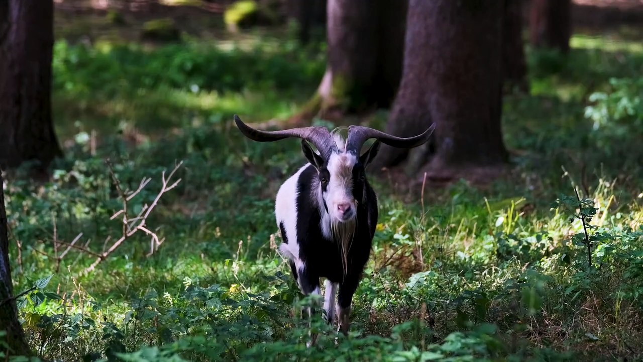 So cute and bezutifjl Goat
