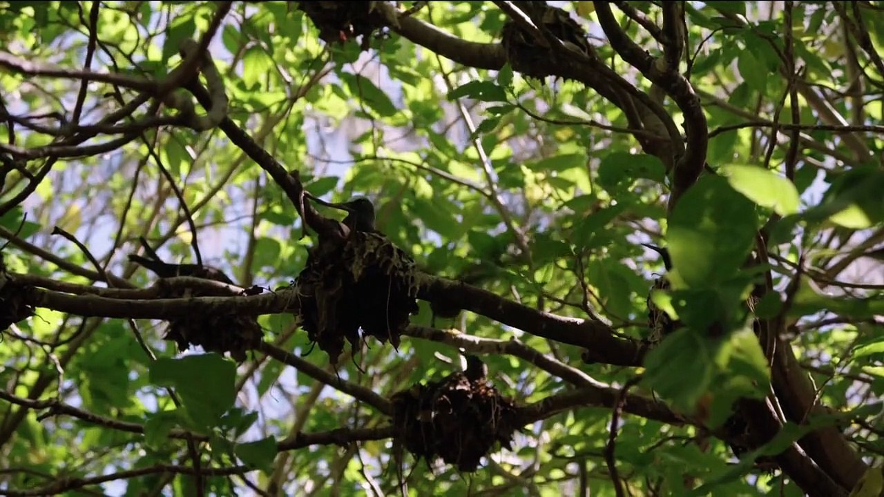 Australiens geheime Inseln Staffel 1 Folge 1 HD Deutsch