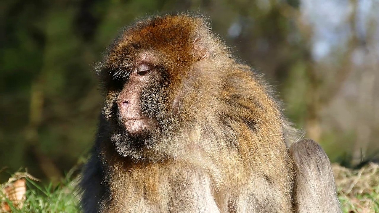 Barbary Macaque Monkey