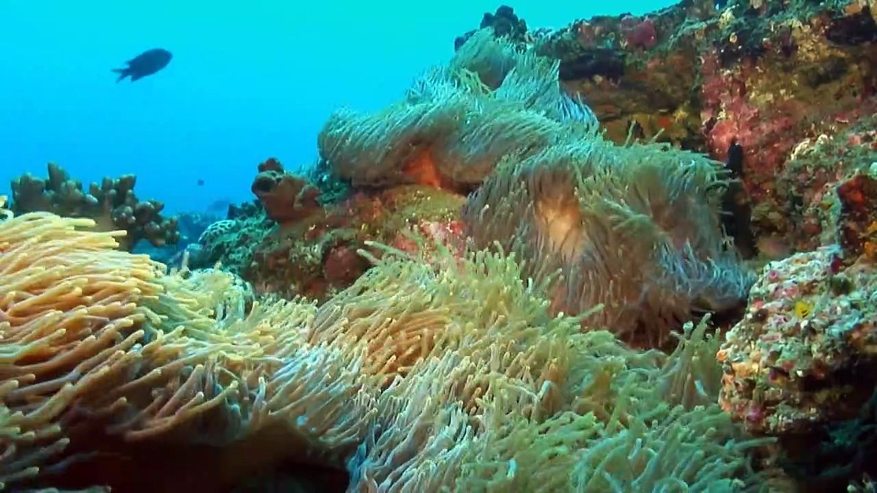 Wunderwelt Ozean Staffel 1 Folge 3 HD Deutsch