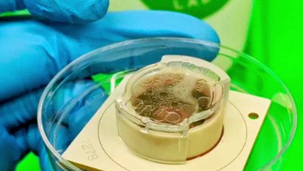 "Minicérebro" criado em laboratório é capaz de jogar videogame