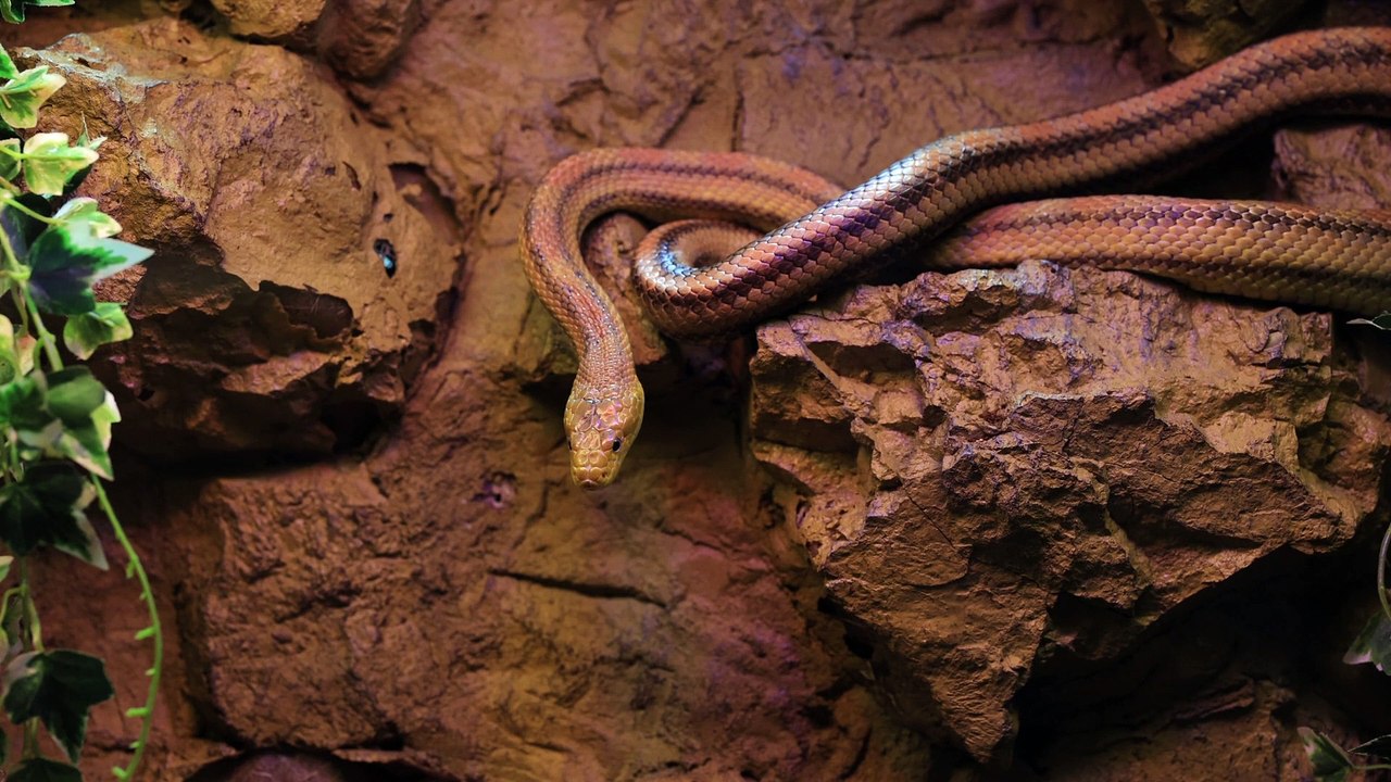 Beautiful Snake reptile