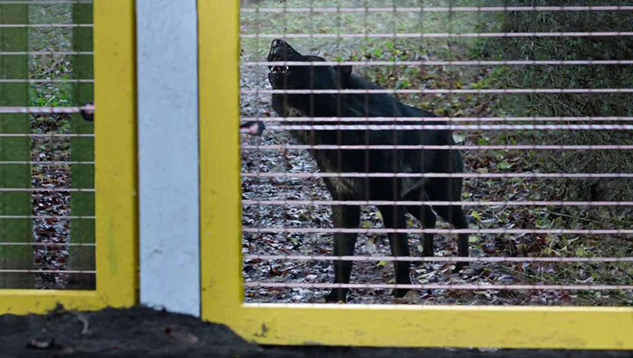 Wolfblood - Verwandlung bei Vollmond Staffel 5 Folge 10 HD Deutsch