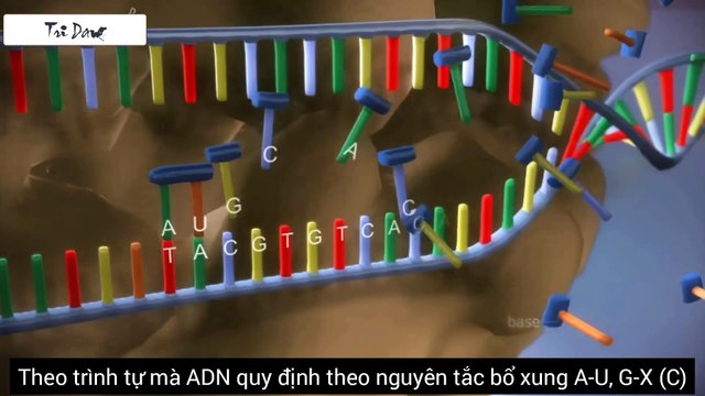 Minh họa Mối quan hệ giữa DNA RNA Protein