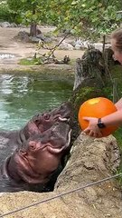 Hungry Hippos Enjoy Pumpkin Treats