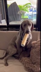 Weimaraner Pup's Flute Solo