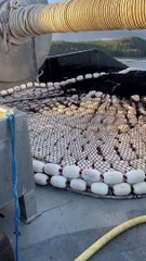 Casting the Net Out to Sea