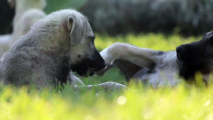 Very cute dogs having play in the garden