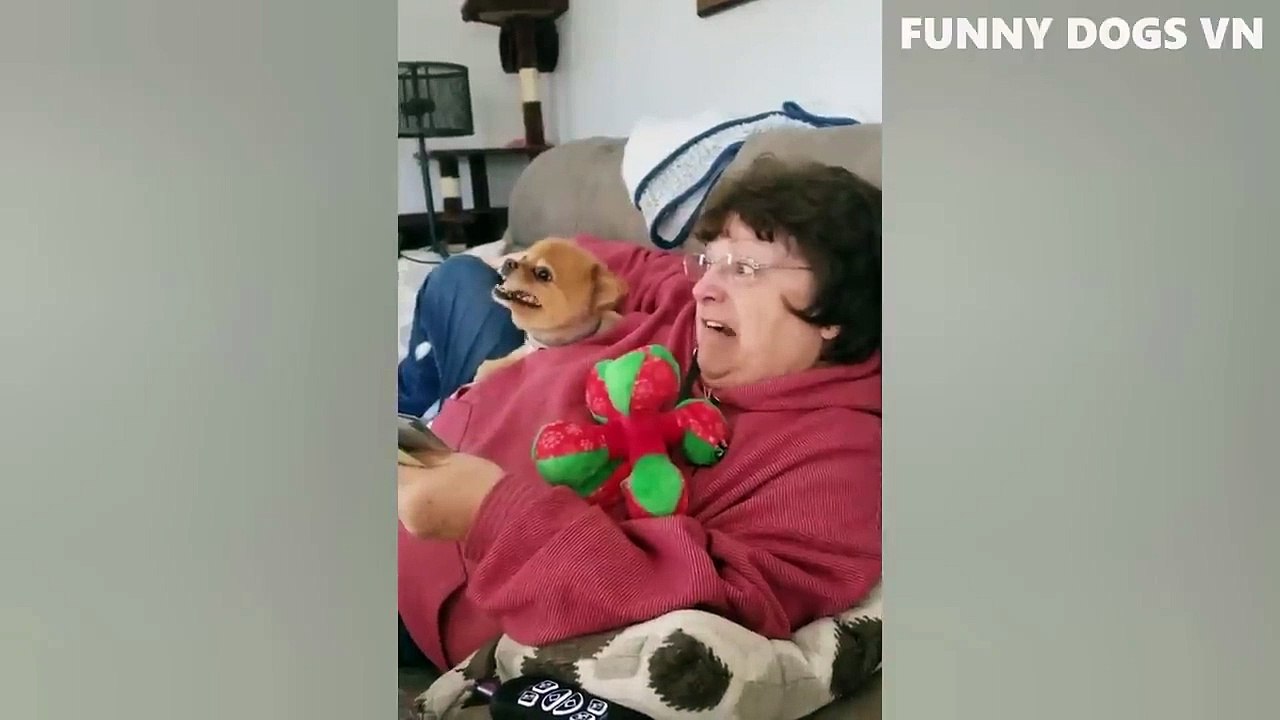 Funniest Animals Video - Funny Dogs And Cats - Try Not To Laugh Animals 2022