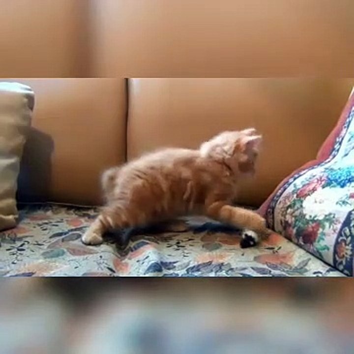 kids masti-funny video#28 cats having fun||cats masti krte hua