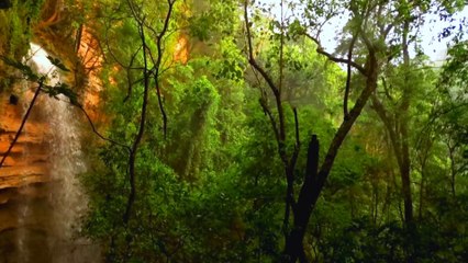 Explore forest for refresh soul