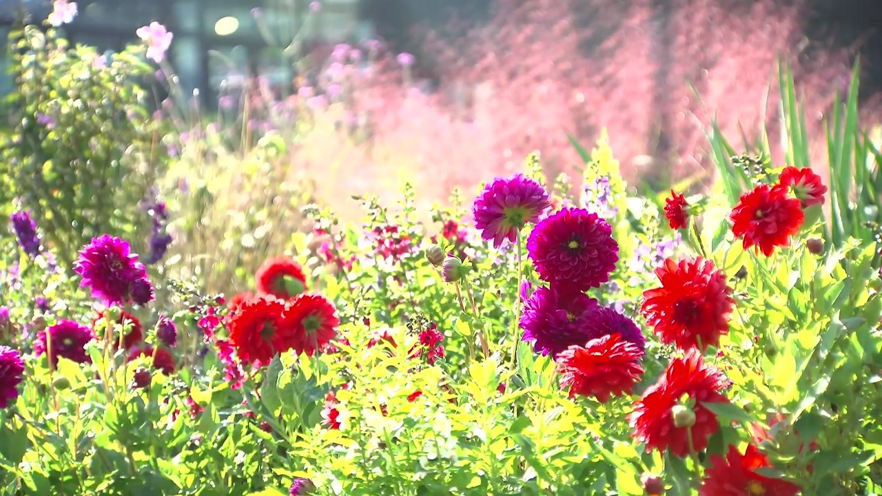 [날씨] 주말 맑고 포근한 가을...국화축제 북적 / YTN