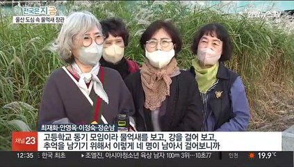 태화강 하류 물억새 장관…도심 속 은빛 물결