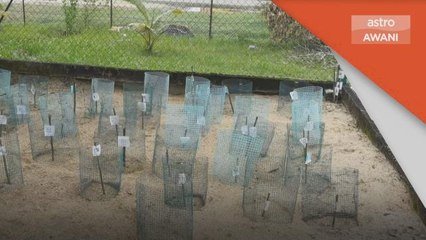 Pemuliharaan Tuntung | Laksana kajian terhadap kadar penetasan telur