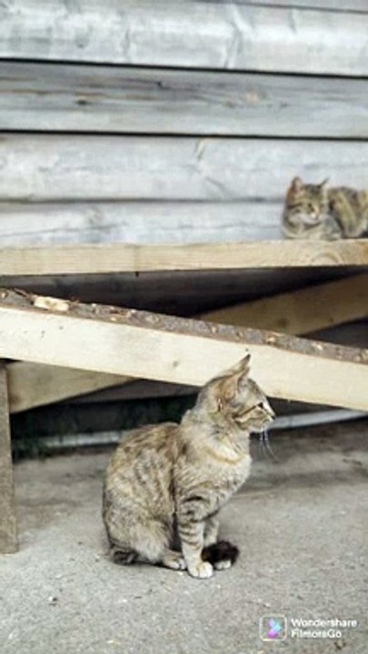funniest animals vifunniest animals video, funny dogs and cats, 2022##