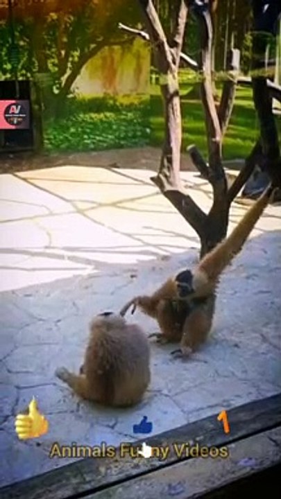 Two Monkey Funny Videos 2022 | Funny Monkeys Shorts | Animals Funny ...