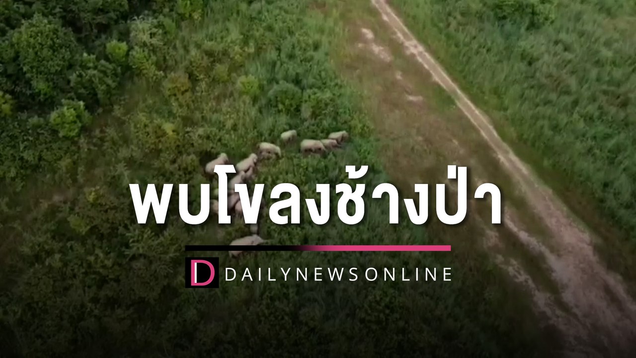 พบช้างป่าเขาอ่างฤาไน20ตัว หากินริมเขาหว้าเอน จนท.เร่งผลักดัน | HOTSHOT เดลินิวส์ 15/10/65