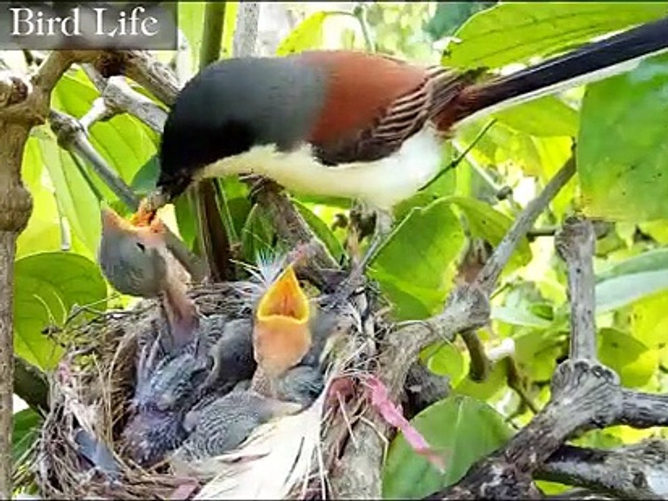 kehidupan burung dialam liar
