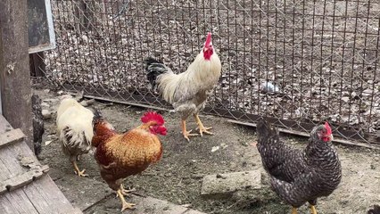 funny animal videos funny animal videos 2022 funny animal try not to be laugh