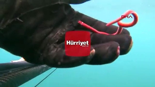 Rekortmen dalgıç, 15 santimlik deniz solucanını görüntüledi
