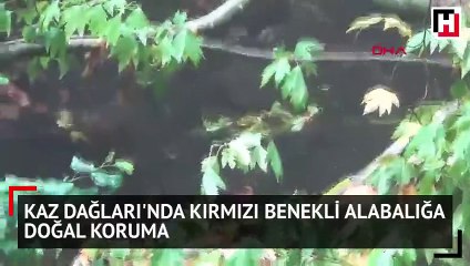 Kaz Dağları'nda kırmızı benekli alabalığa doğal koruma