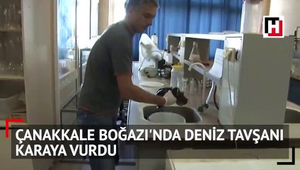 Çanakkale Boğazı'nda deniz tavşanı karaya vurdu