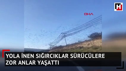 Yola inen sığırcıklar sürücülere zor anlar yaşattı