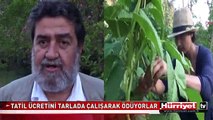 TATİL ÜCRETİNİ TARLADA ÇALIŞARAK ÖDÜYORLAR