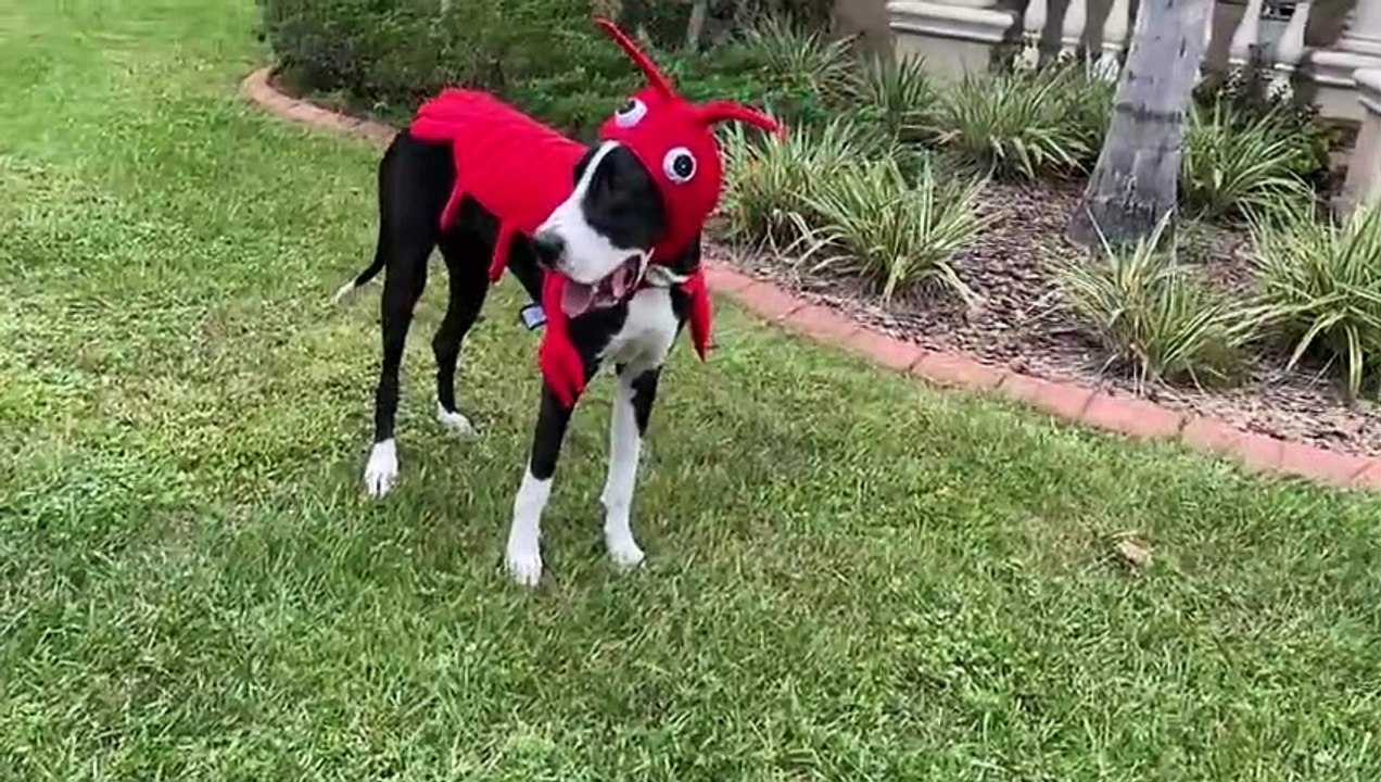 Great Dane tries to eat claw off her lobster Halloween costume