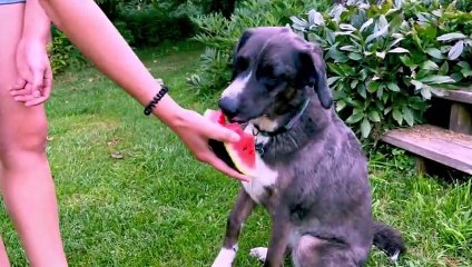 Dainty Australian Shepherd Adores Juicy Watermelon Treat