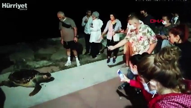 Ölü caretta carettayı görüntüleyebilmek için birbirleriyle yarıştılar