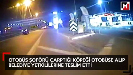 Çarptığı köpeği belediye otobüsüne alıp, çağırdığı görevlilere teslim etti