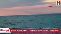 Saros Körfezi'nde '7 metrelik' köpek balığı heyecanı