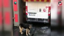 Stray dog Linda comes to same car wash for auto-petting in Turkey