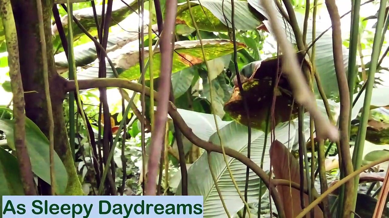 Rain Forest Sleeping music _Bird Voice (Yoga _ Meditation _ Relaxation) #relaxationtime #meditation