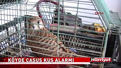 ELAZIĞ'DA CASUS KUŞ ALARMI