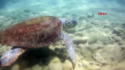 'Hayalet ağ'lar deniz ekosistemini tehdit ediyor