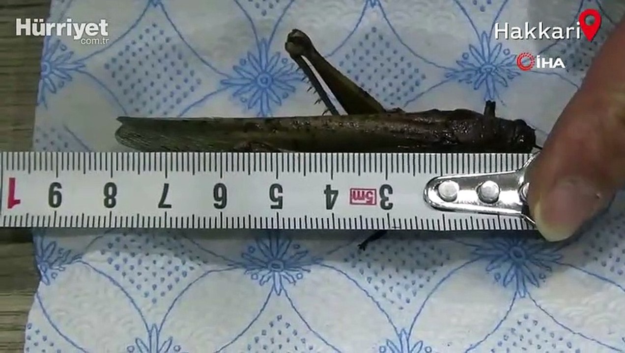 İran’ı istila eden çekirge Yüksekova’da görüldü