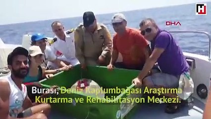 Tedavisi yapılan caretta caretalar denize bırakıldı
