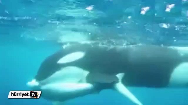Katil balinanın Köpek balığını yediği an ilk kez görüntülendi
