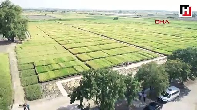 Çeltik tarlası, fotoğraf stüdyosuna döndü