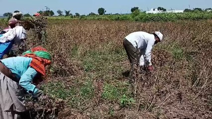 किसान खेत में डंठल काट रहे