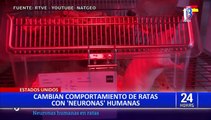 Estados Unidos: Implantan neuronas humanas en ratas y cambian sus comportamientos