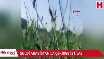 Suudi Arabistan'da çekirge istilası