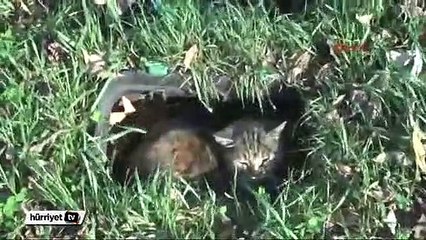 İstanbul'da lodos yüzünden bir yunus sahile vurdu