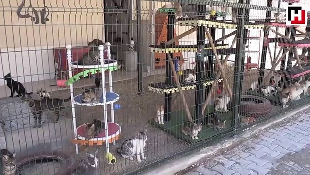 'Meow Park' opens doors to stray cats in Turkey's south