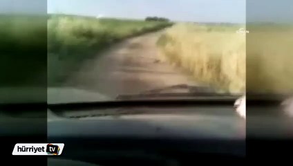 Yılanların yol ortasındaki dansı görenlerin dikkatini çekti