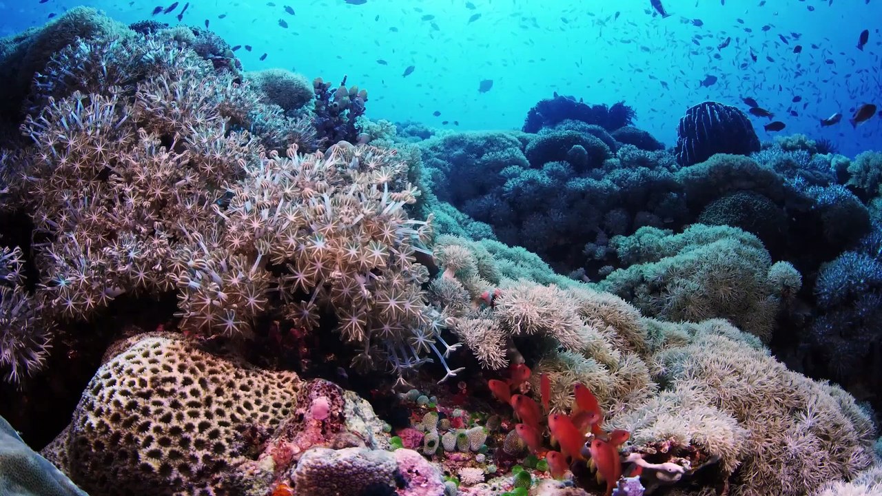 Wild Window - Beneath the Sea