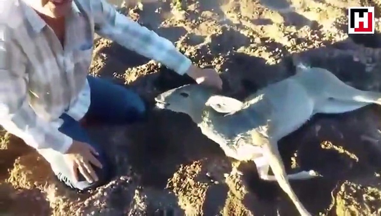 Kalbi duran ceylanı suni teneffüs ile hayata döndürdü