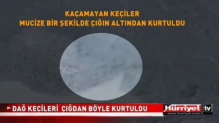 DAĞ KEÇİLERİ ÇIĞ ALTINDAN BÖYLE KURTULDU
